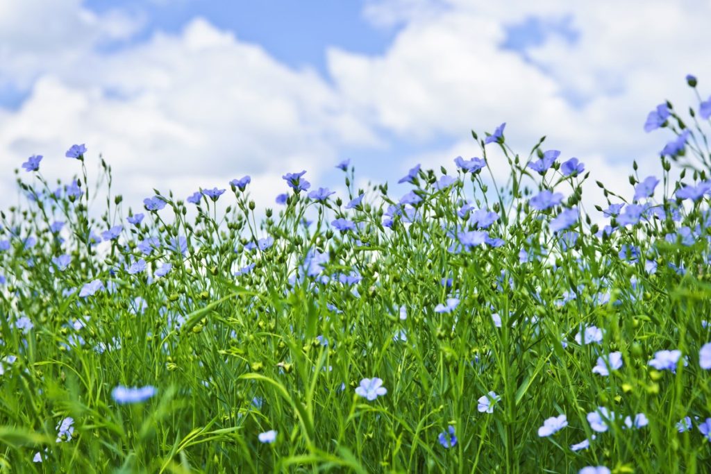 The BelgOléo project aims to turn Belgian flax into a sustainable, healthy and locally sourced ingredient for future food products. © Wagralim