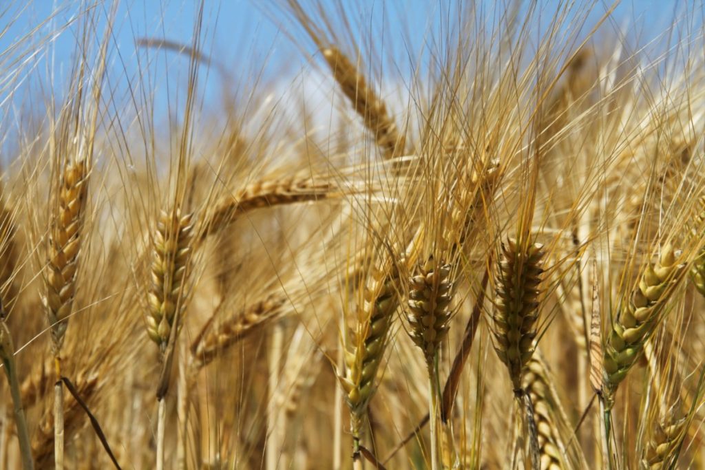 The ELITHE project explored the use of enzymes to develop sustainable biocontrol solutions for crop protection. © Wagralim